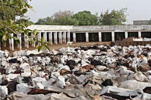 哈里亚纳邦政府将把所有奶牛场迁出城市