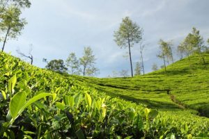 万博3.0下载APPICRA:印度茶叶出口或将上升，价格将改善