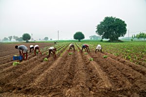 由于雨量不足，古吉拉特邦农作物播种减少