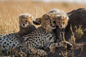 周六，又有12只猎豹抵达印度，这次来自南非万博3.0下载APP