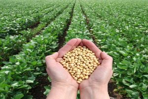 大豆引起的食物过敏-一种常见的现象