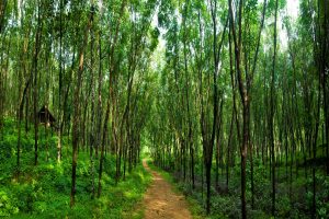 森林缓冲区:从卫星，喀拉拉邦切换到实地调查