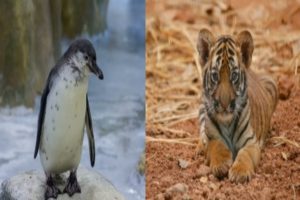 本周，一只皇家孟加拉虎幼崽和一只洪堡企鹅幼崽加入了孟买动物园