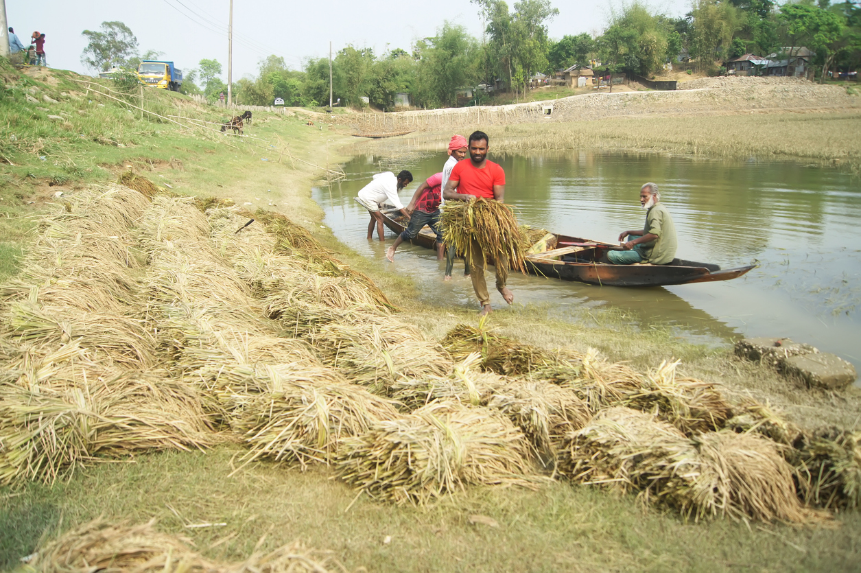 农民们正在收割被洪水毁坏的半熟稻谷。由于山坡坡度不合时宜，这个地区被淹了。2022年4月11日摄于孟加拉国Sylhet Sadar upazila的Baishtila村。