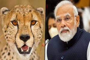 “万博3.0下载APP多年来，印度获得了更多的猎豹，”协调从纳米比亚向印度转移猎豹的劳里·马克说