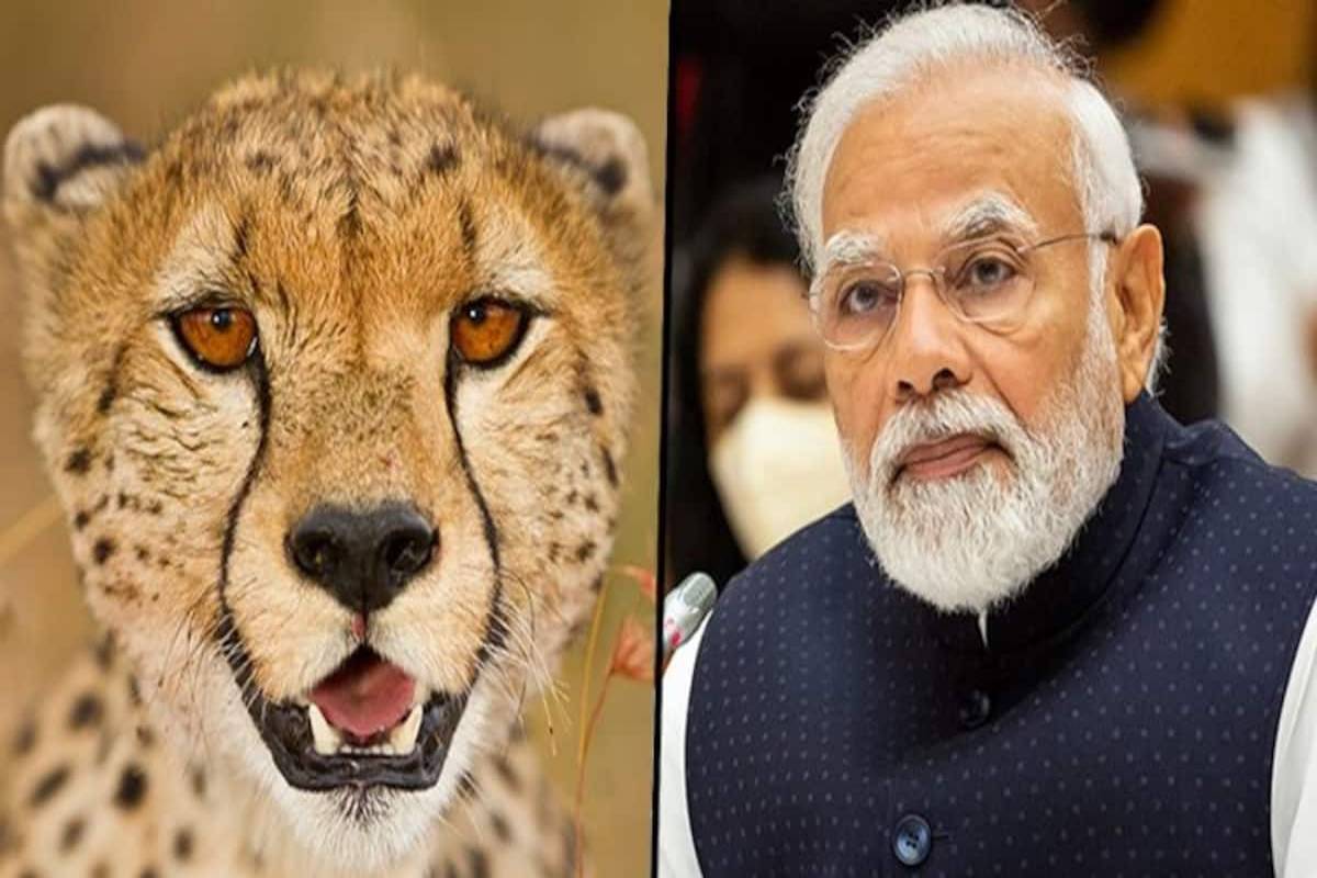 “万博3.0下载APP印度多年来得到更多的猎豹,劳里标记说协调易位猎豹从纳米比亚到印度