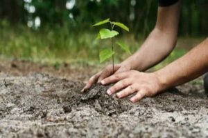 德里政府将从10月15日开始第二阶段的植树运动