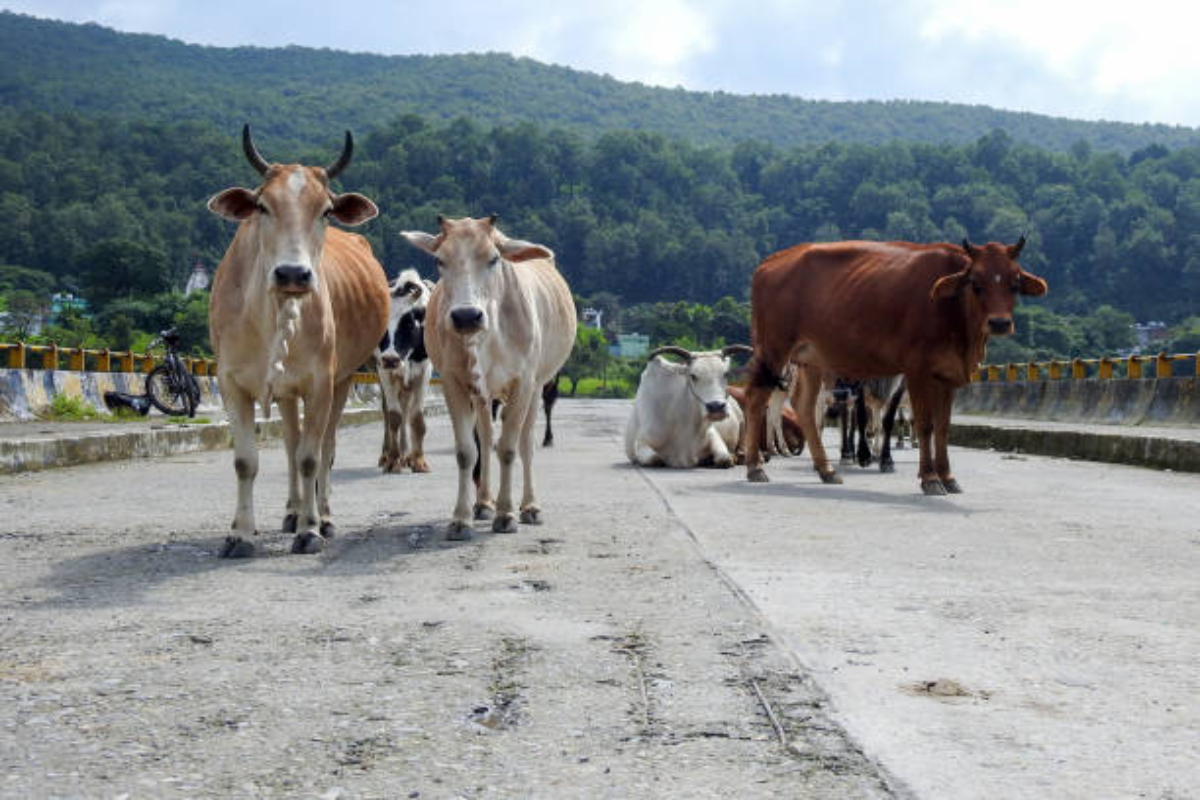 喜马偕尔邦将开发报告流浪牛的移动应用程序
