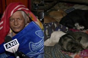 德里高等法院在狗狗八十多岁的看护人因MCD行动而无家可归后下达了居留令