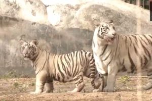 Bhupender Yadav在德里动物园放生两只白虎幼崽